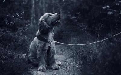 Trigger Warning: Pet Death